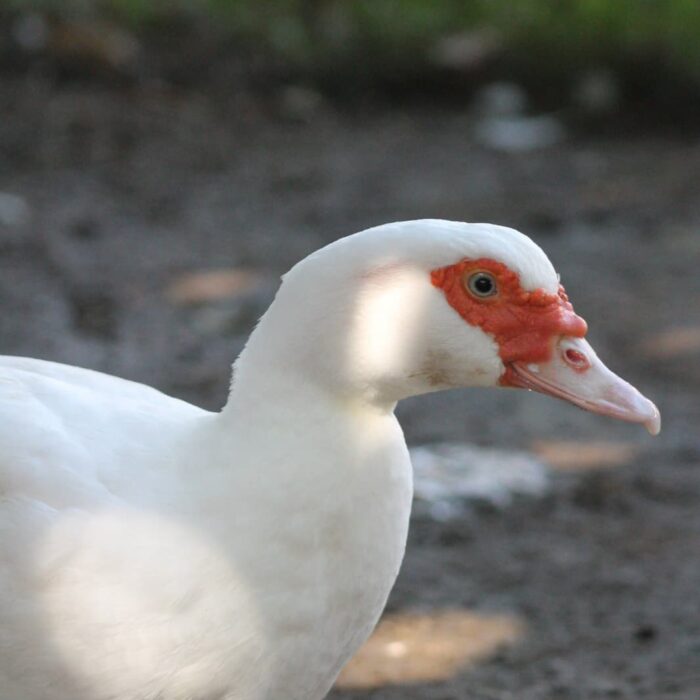 Fraufred