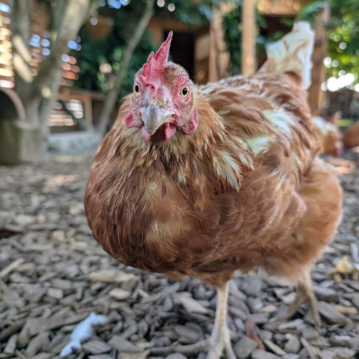 Gigi