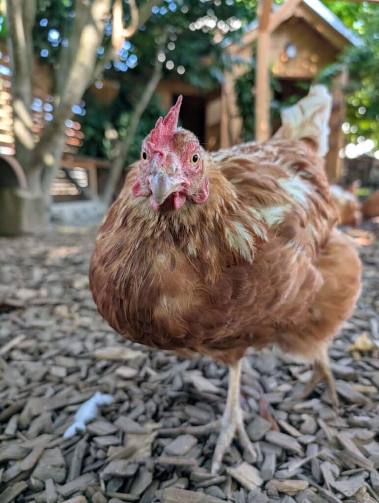 Gigi