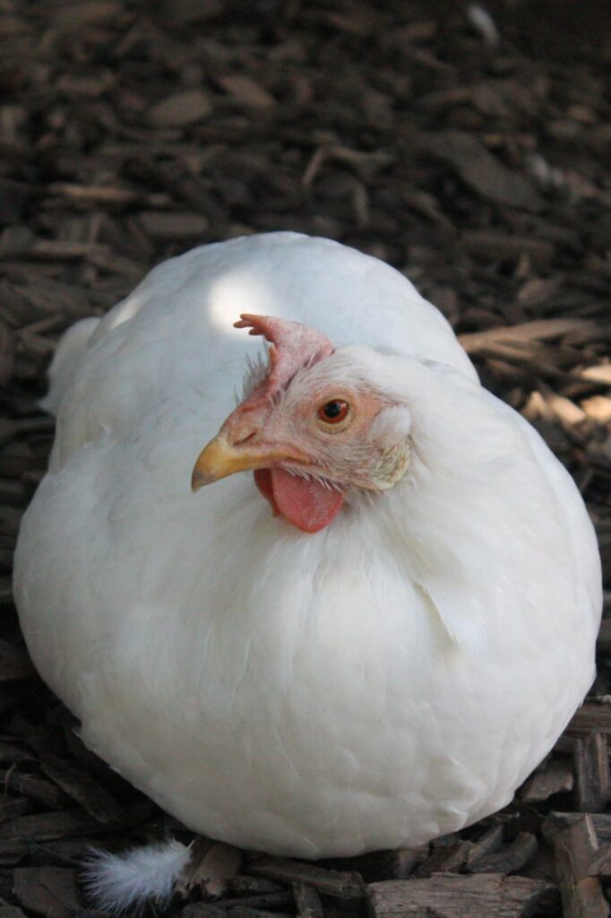 Hennabelle