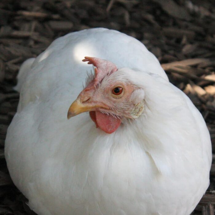 Hennabelle