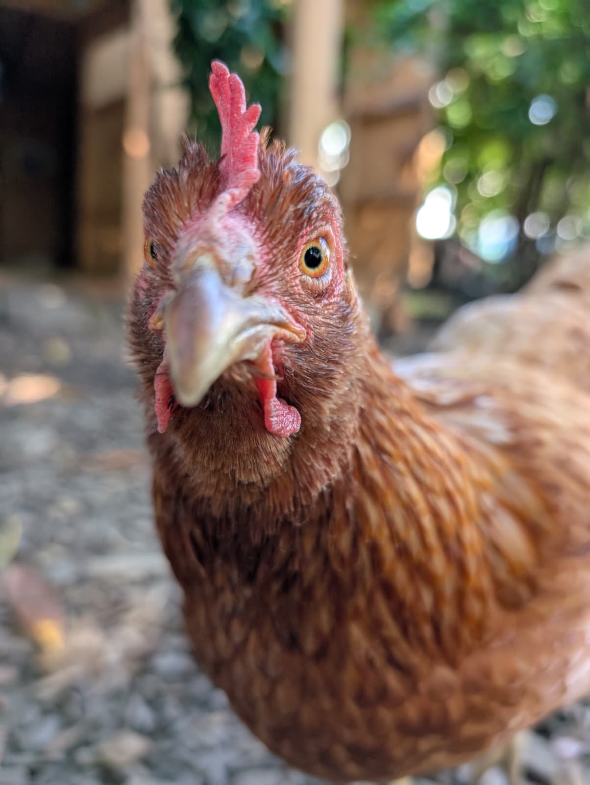 Neugieriges Huhn vom Lebenshof Federbande